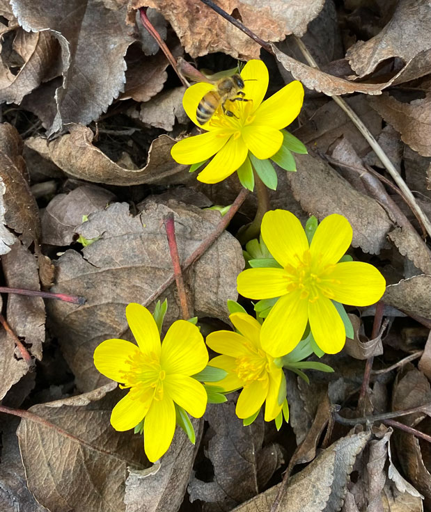 Winterlinge bieten ersten Pollen - Elke Oeder