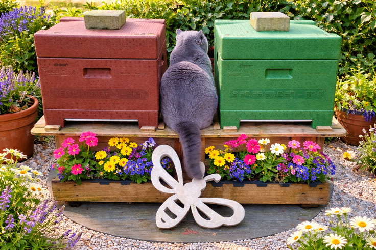Wo unsere Bienen arbeiten und der Kater wacht, entsteht Gold aus Blüten - Andreas Kämena