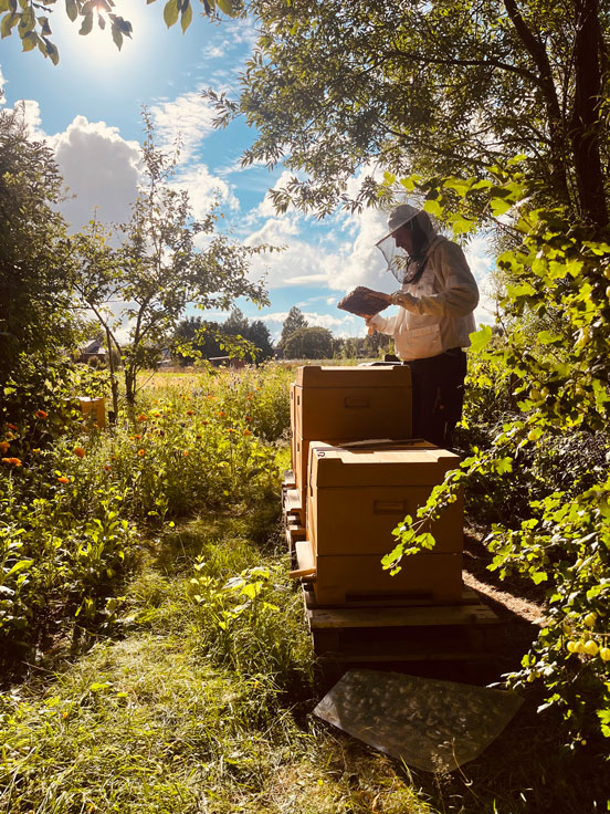 Zwischen Summen und Stille - Timon Lembcke