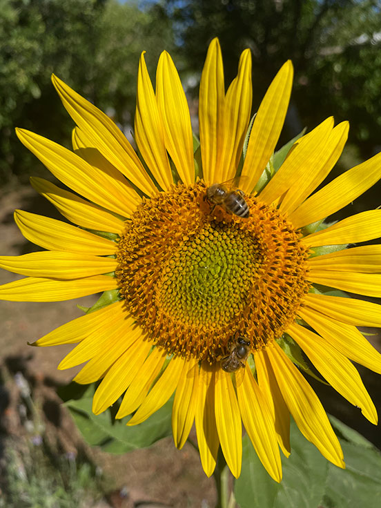 Arbeitsteilung in der Blüte der Sonnenblume - Andreas Marschall