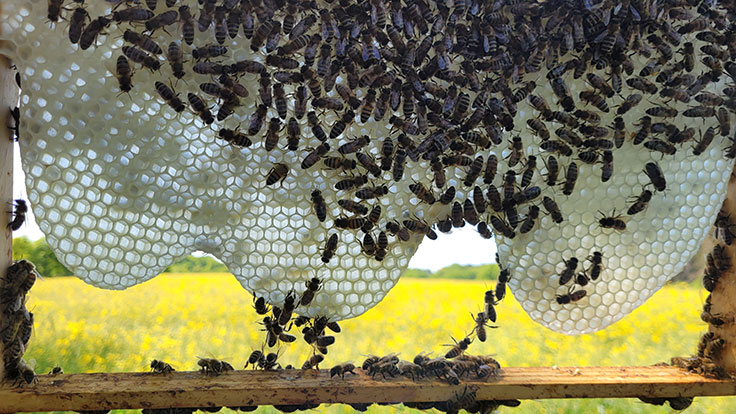 Bienen im Raps - Thomas Krieger