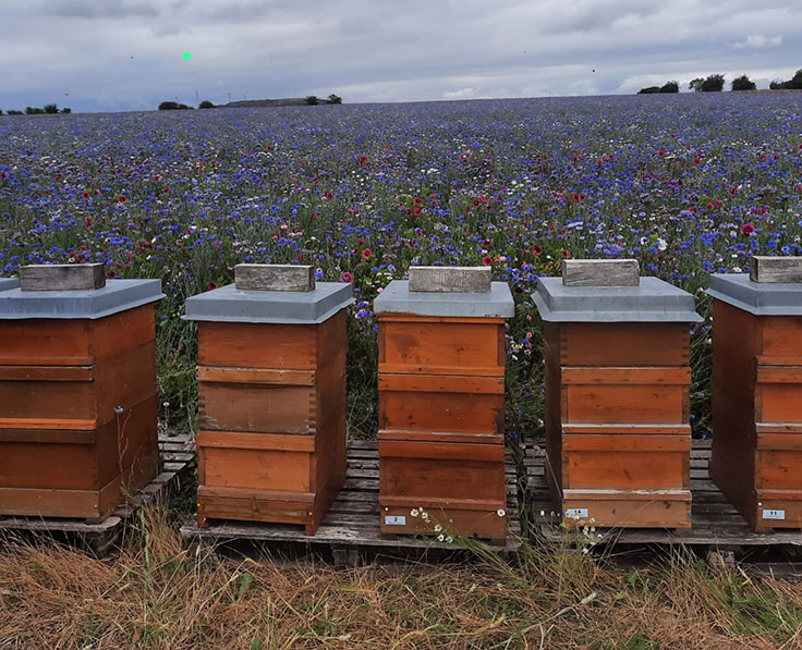 Bienen in der Tracht - Bernd Rohrmann