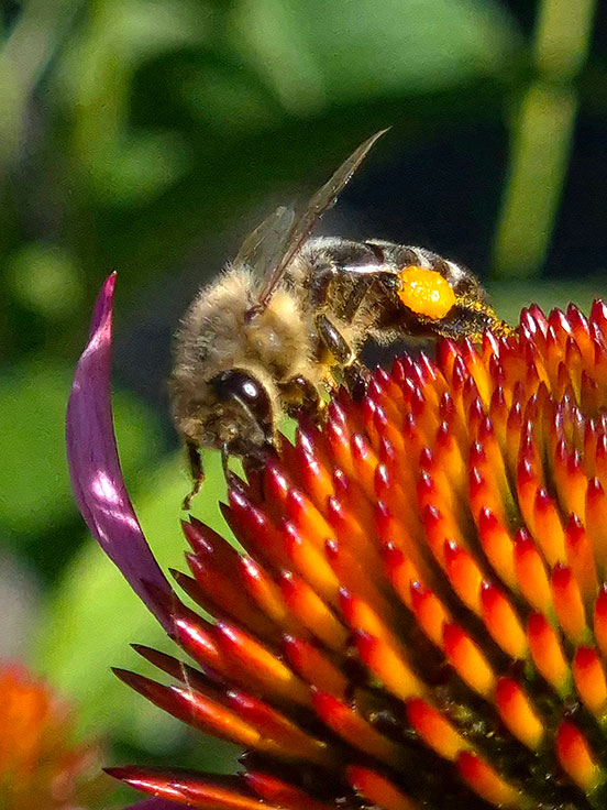 Bienenapotheke - Michael Bandte