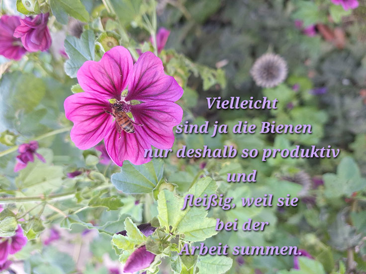 Die Summende - Christine Stadler