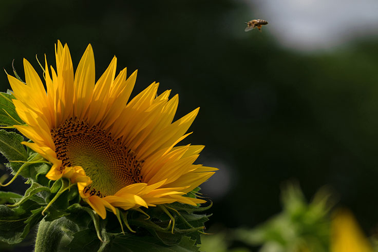 Kurs ins Blütenherz - Jonathan Ullrich