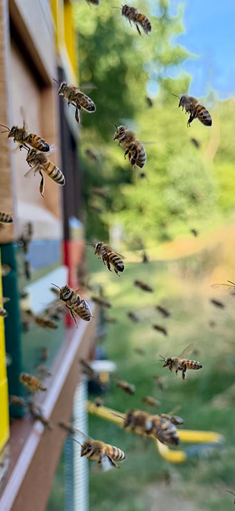 Rushhour am Bienenstand - Marc Latos