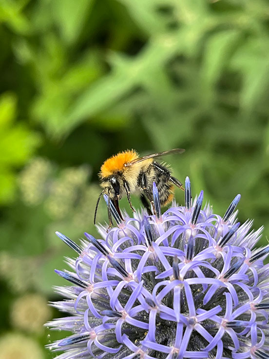 Wildbienenschmaus - Martin Seidel