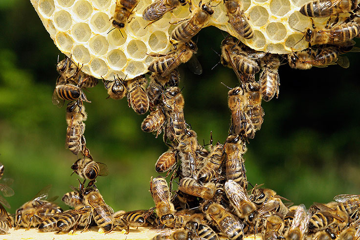 Baubienen_01 - Stefan Traßl