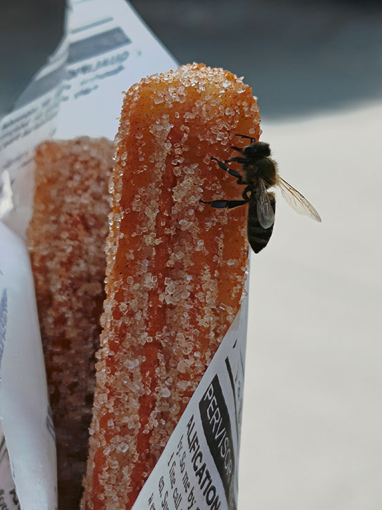 Biene an Churro - Marcel Vandenhende