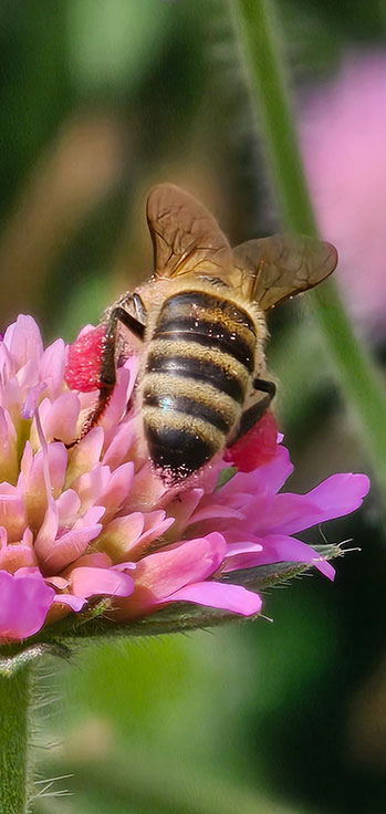 Biene auf einer Witwenblume - Madlen Otto