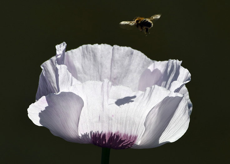 Biene über weißem Mohn - Susanne Edlinger
