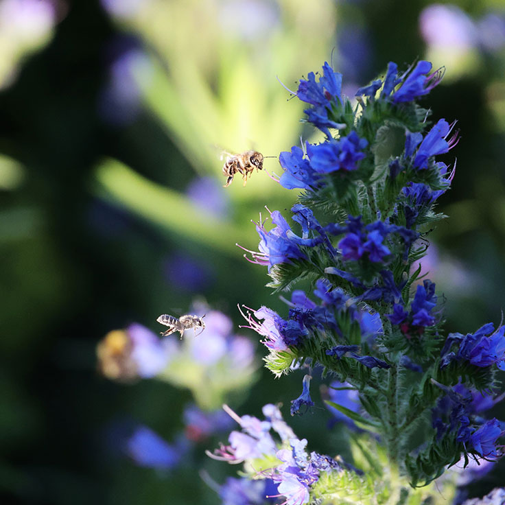 Bienen-Duett am Natternkopf - Meinhard Karner