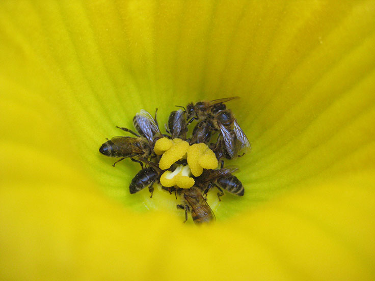 Bienenfrühstück in der Kürbisblüte - Angela Späth