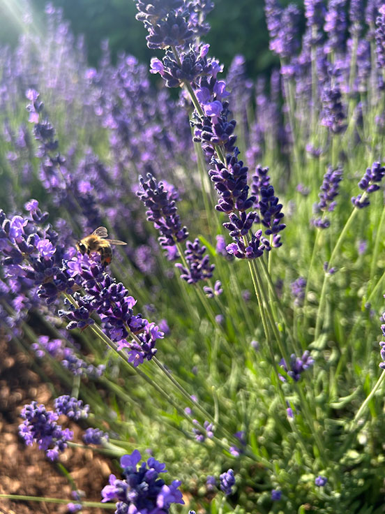 Bienentanz am Lavendel - Manuela Haug