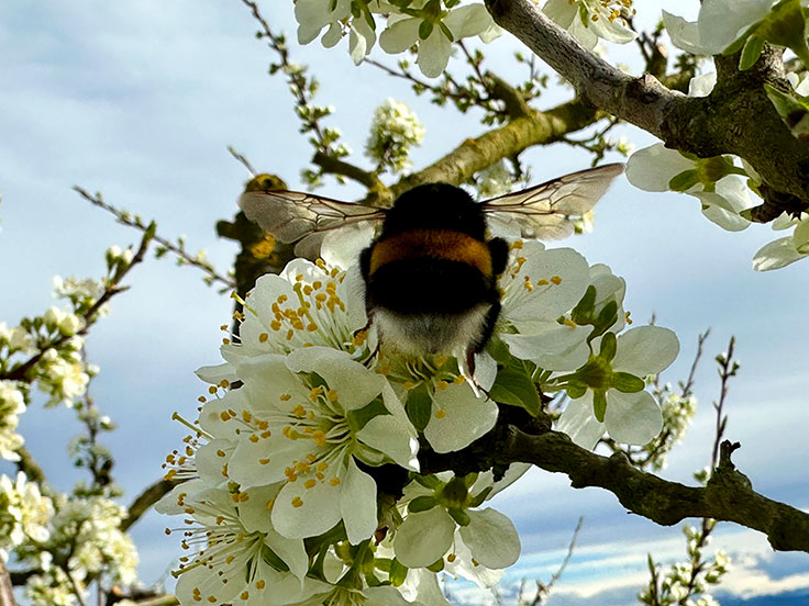 Bumblebee - Martin Baur
