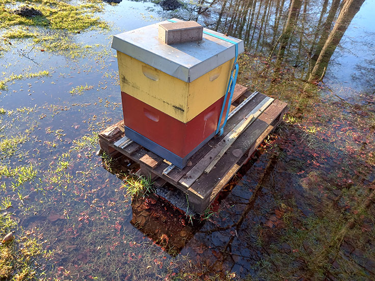 Die Seebienen von Probst Jesar - Frühjahr 2026 - Jürgen Reinert