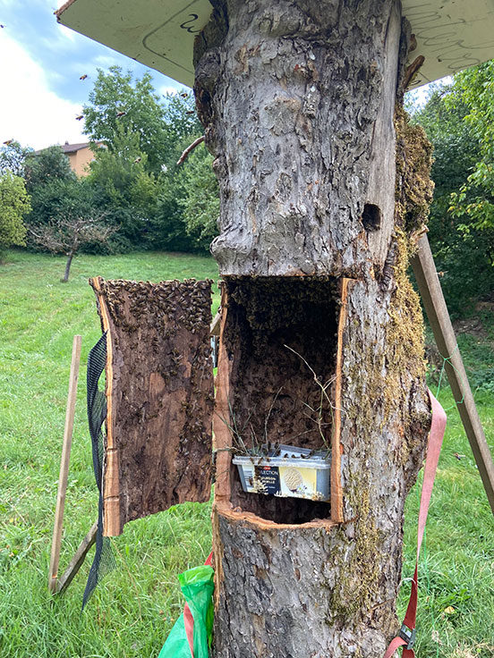 Ein neues Zuhause im Apfelbaum - Thomas Basler