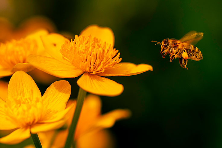 Honigbiene im Anflug auf Sumpfdotterblume - Dorothea Axtmann