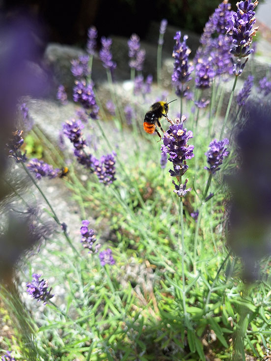 Steinhummel im Anflug - Nele Rühl