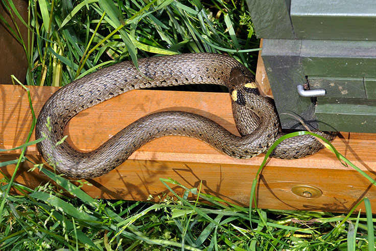 Tierischer Besuch - Stefan Traßl